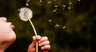 Make-A-Wish logo